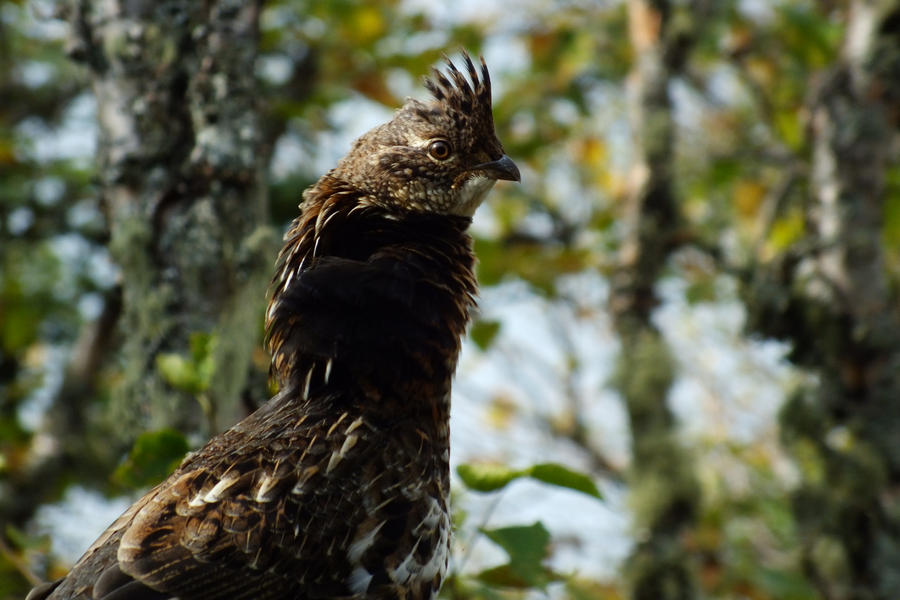 ruffed grouse