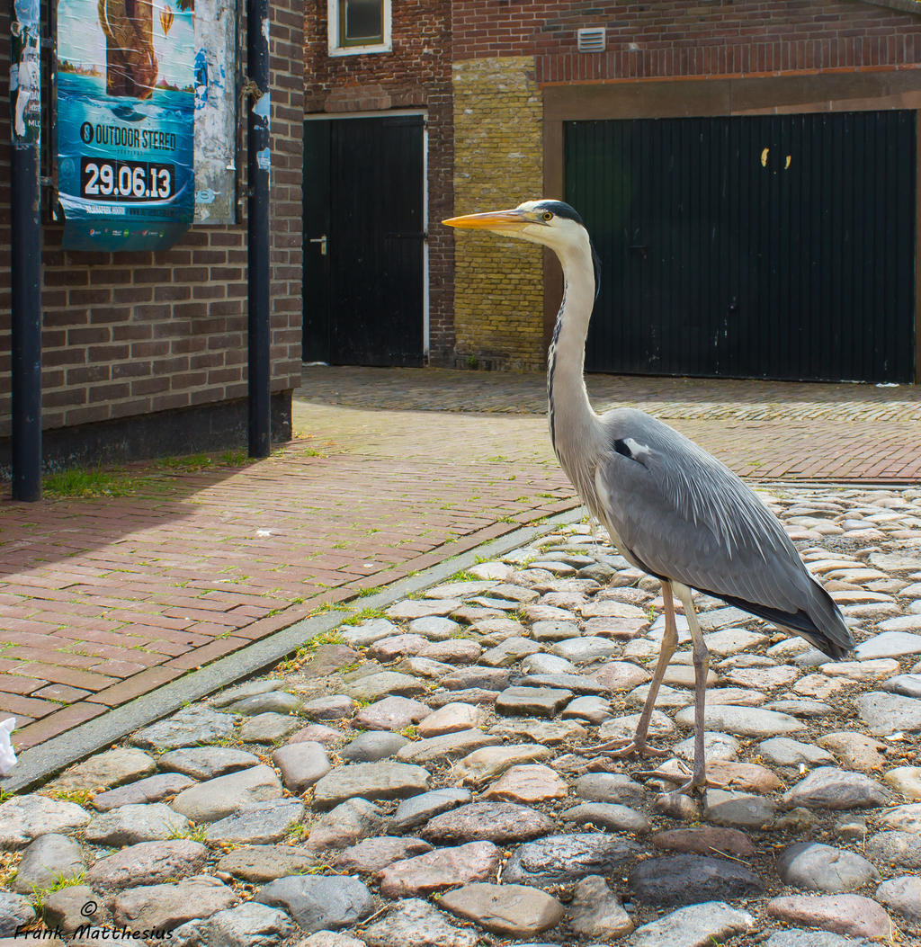 Grey Heron