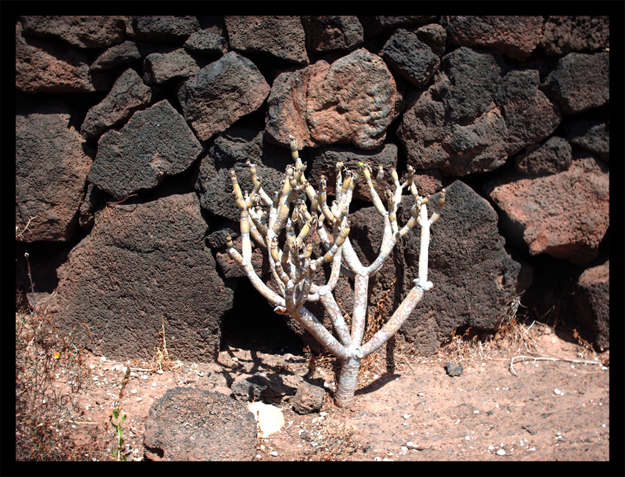 Cactus devant un mur