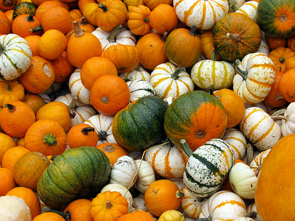 Pumpkins of All Sorts