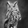 Owl.