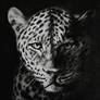 Leopard.