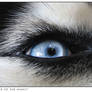 Eye of a Husky