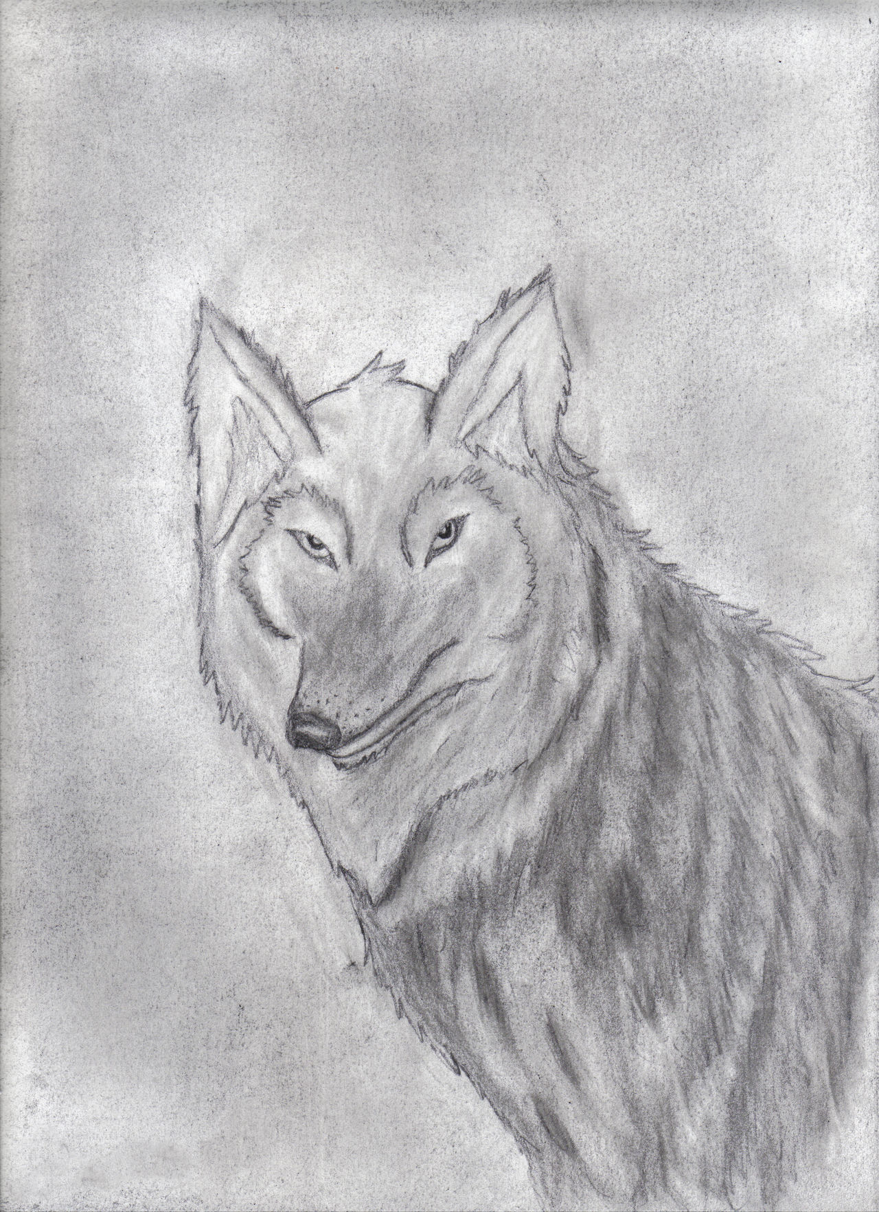 Wolves Graphite Drawing Wolf_In_Graphite by EasternWolf on DeviantArt