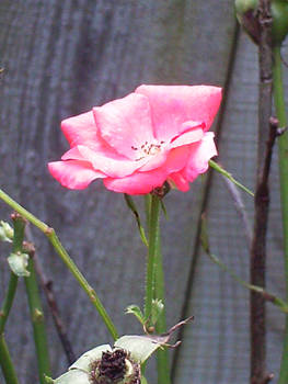 A Single Rose