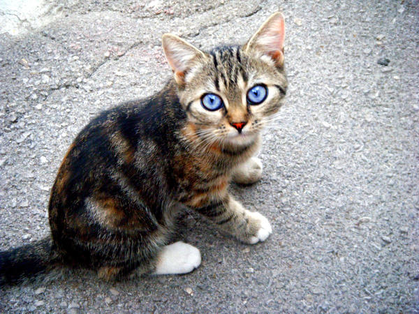 Cat blue eyes