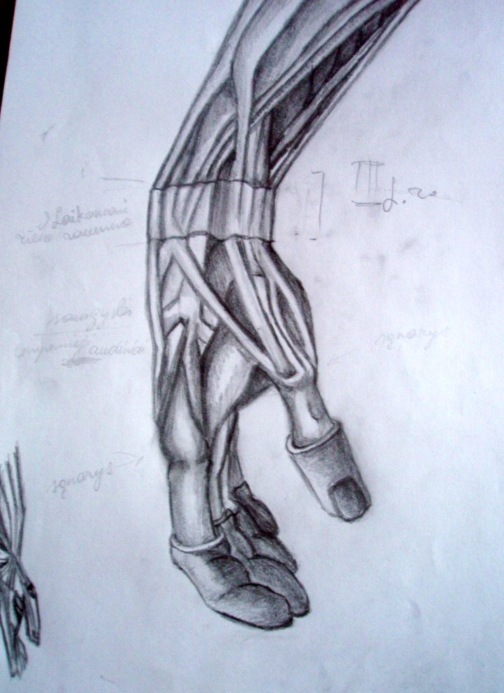 Anatomy Study : Ligaments