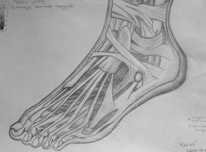 Anatomy Study: Extensor Sinews