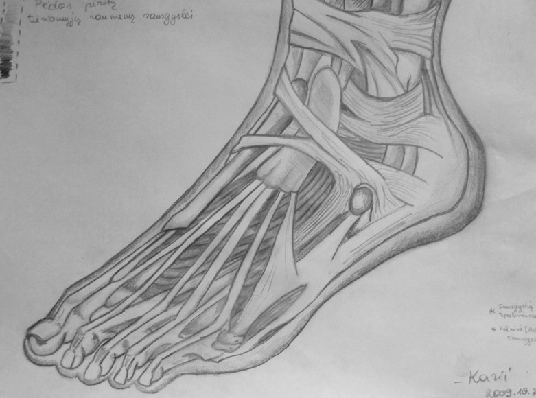 Anatomy Study: Extensor Sinews