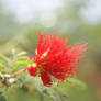 Red flower 1