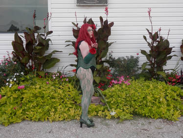 Poison Ivy Pam's Little Garden