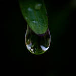 Tip of Grass by esbenlp