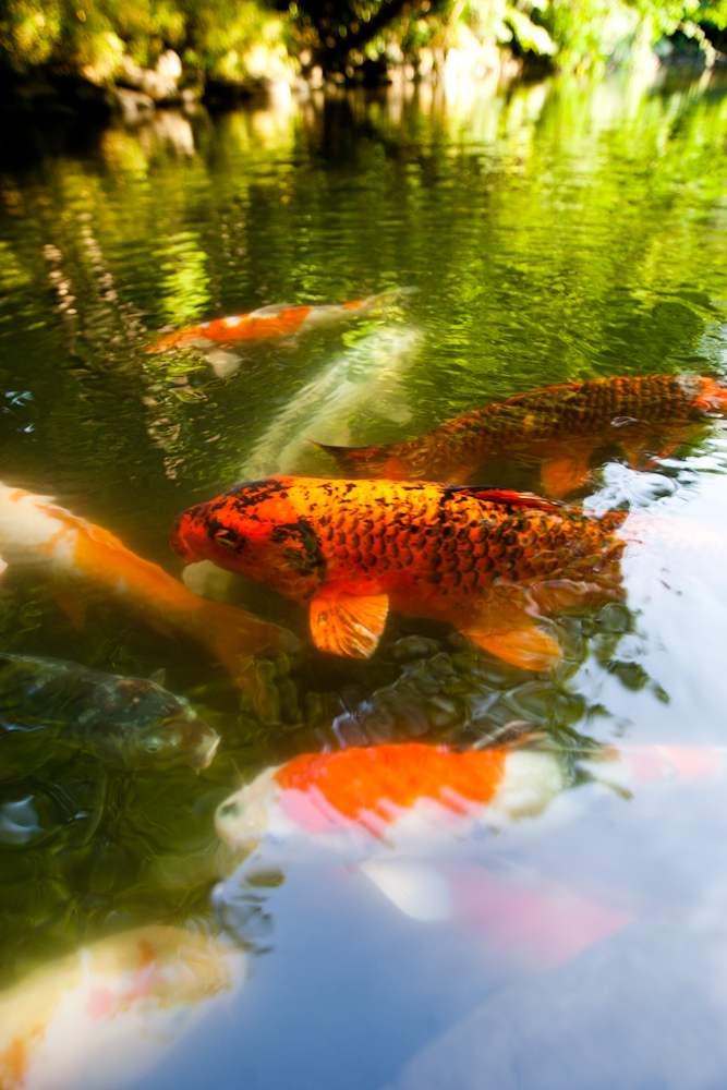 Tokyo U Park Koi