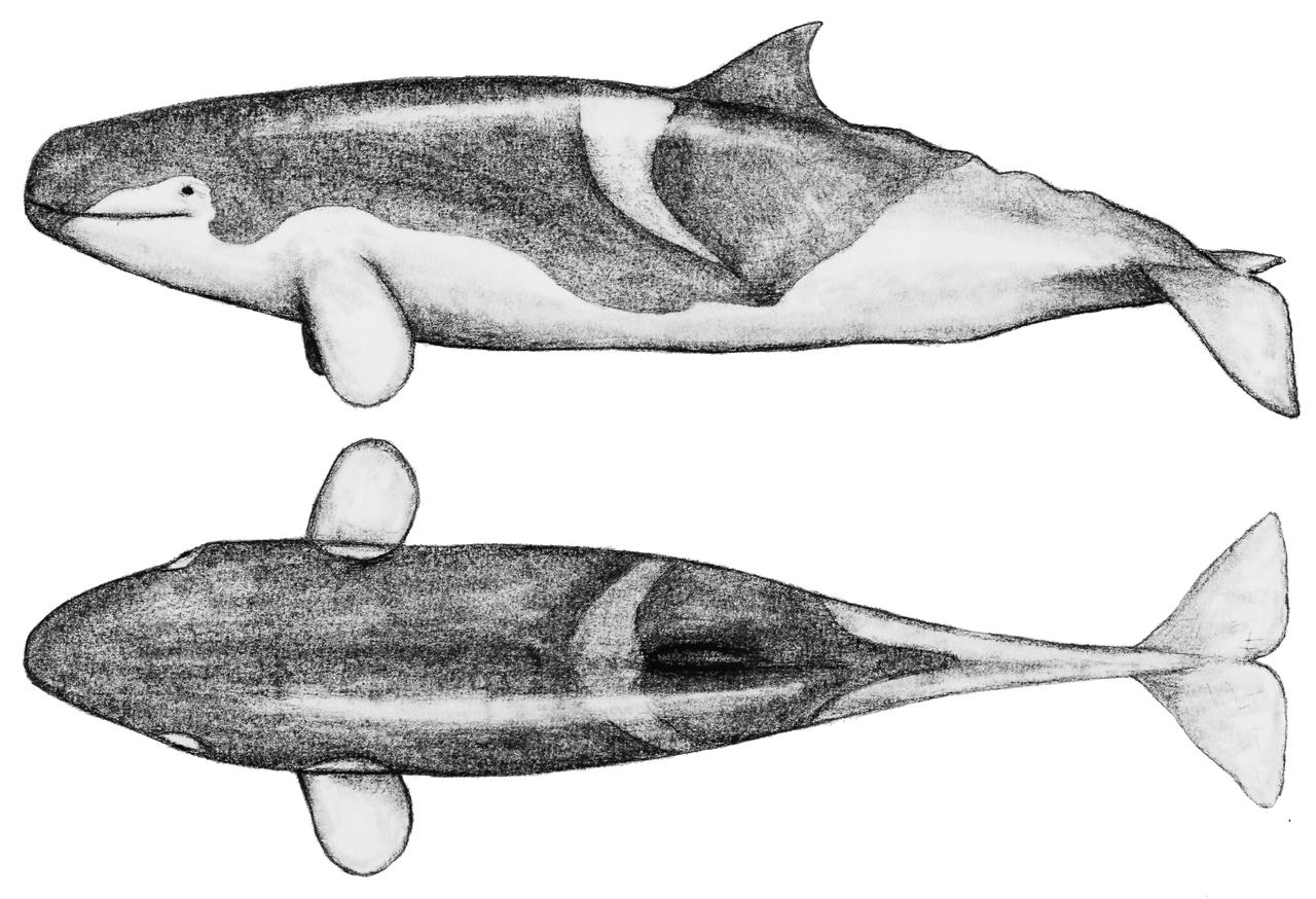 Livyatan melvillei by theropod1