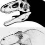Allosaurus sp.