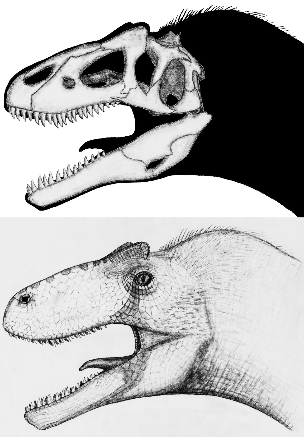 Allosaurus sp.