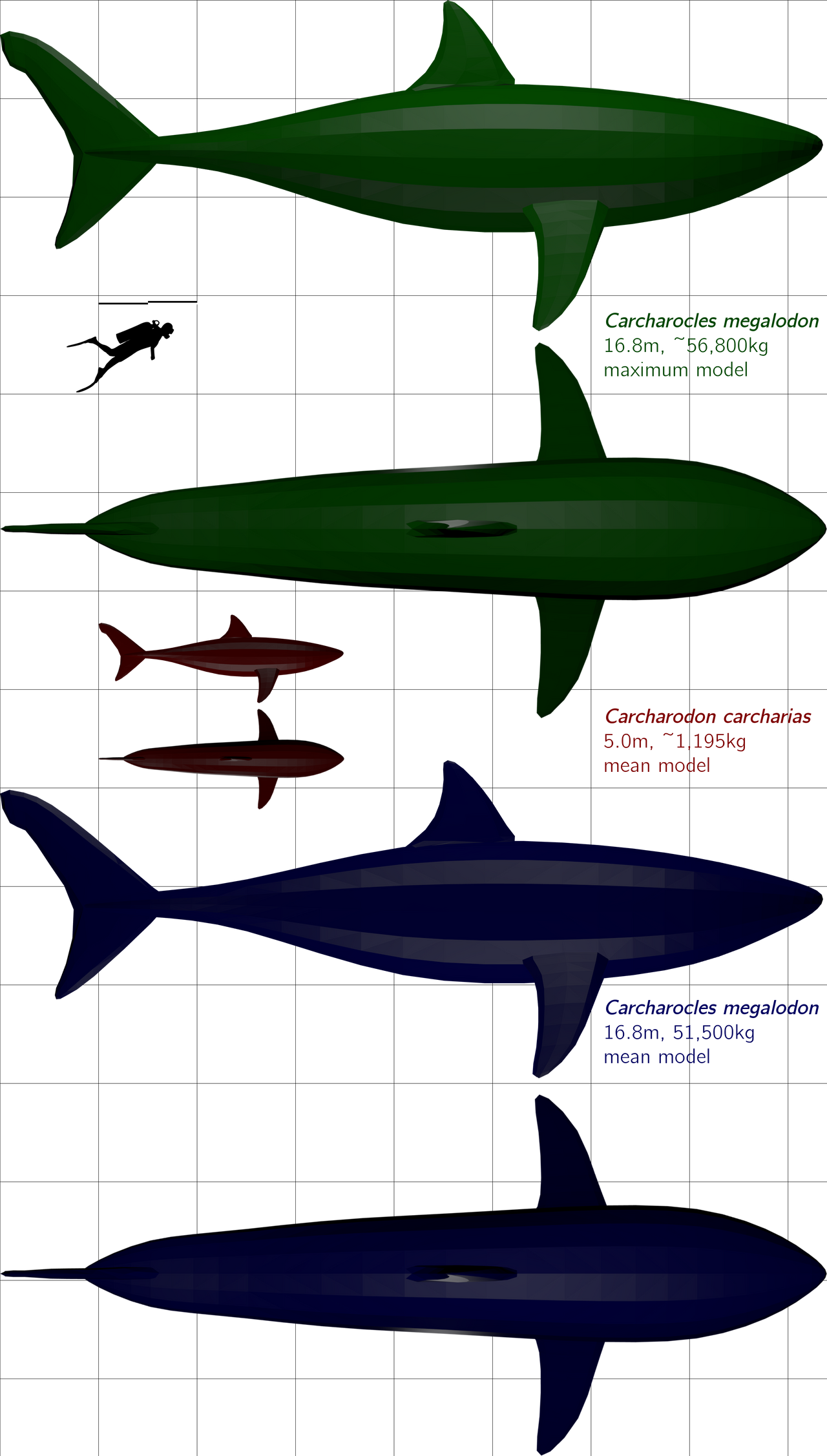 How bulky was Megalodon? by theropod1 on DeviantArt