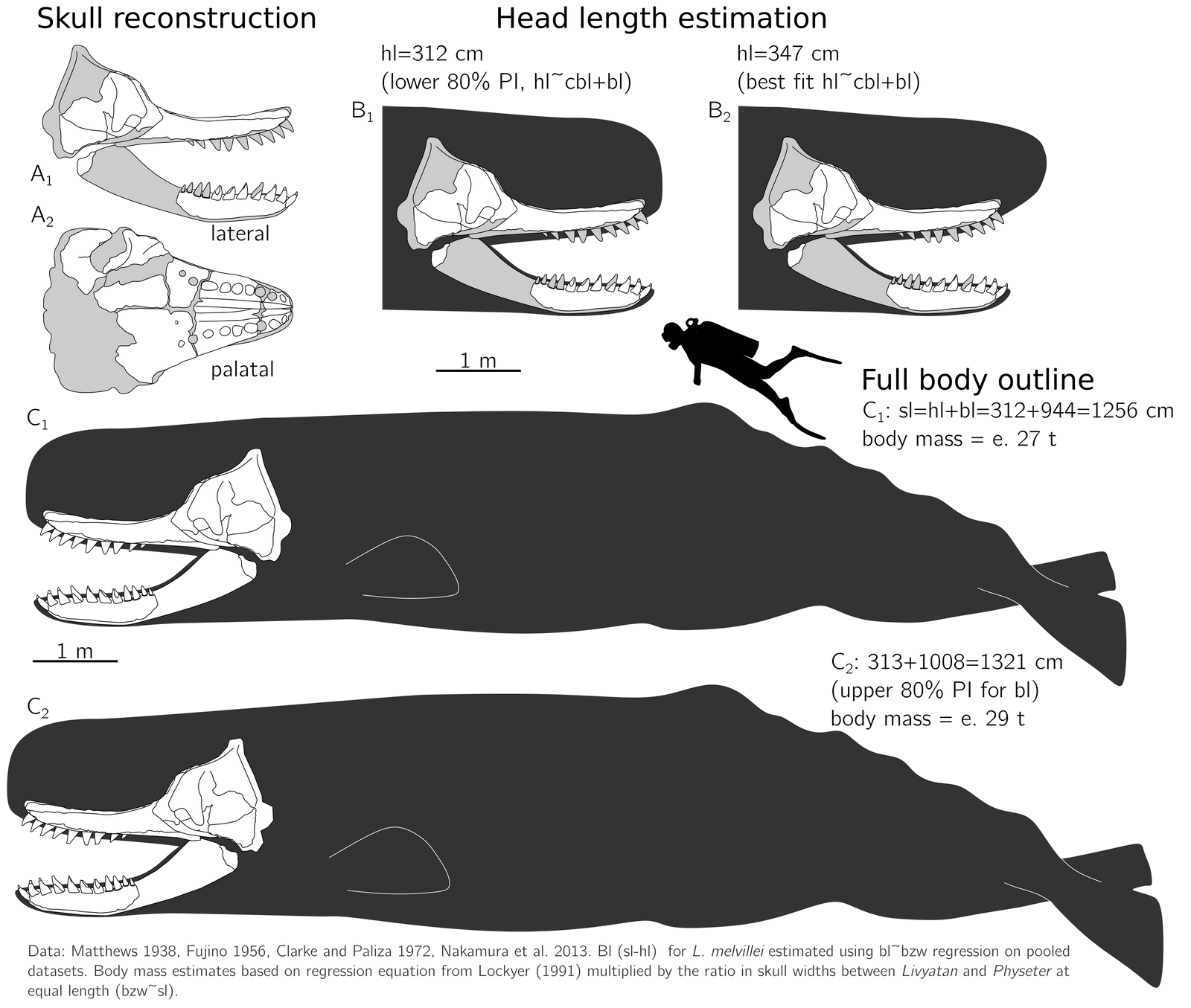 A physeter-based Livyatan by theropod1 on DeviantArt