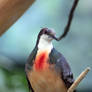 Luzon Bleeding-Heart