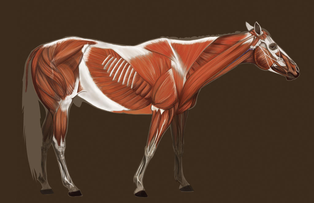 Horse Muscles