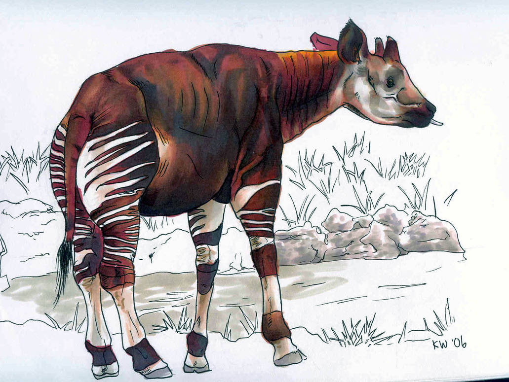 Okapi - EatToast by Okapi-Lurvers-Club on DeviantArt
