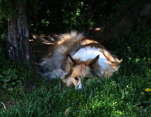 My Sheltie