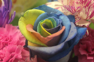 Rainbow Rose