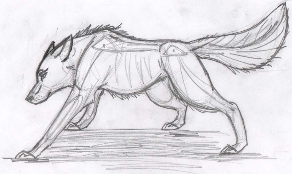 Wolf Anatomy by airhead77 on DeviantArt