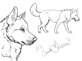 Siberian Husky Lineart