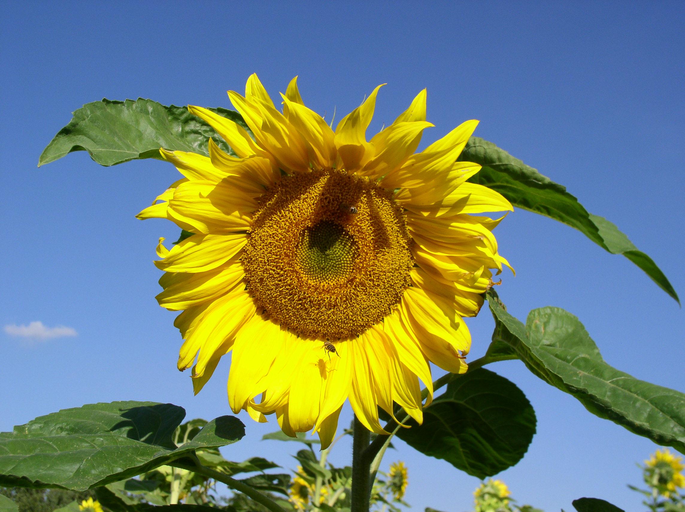 Sunflower 1