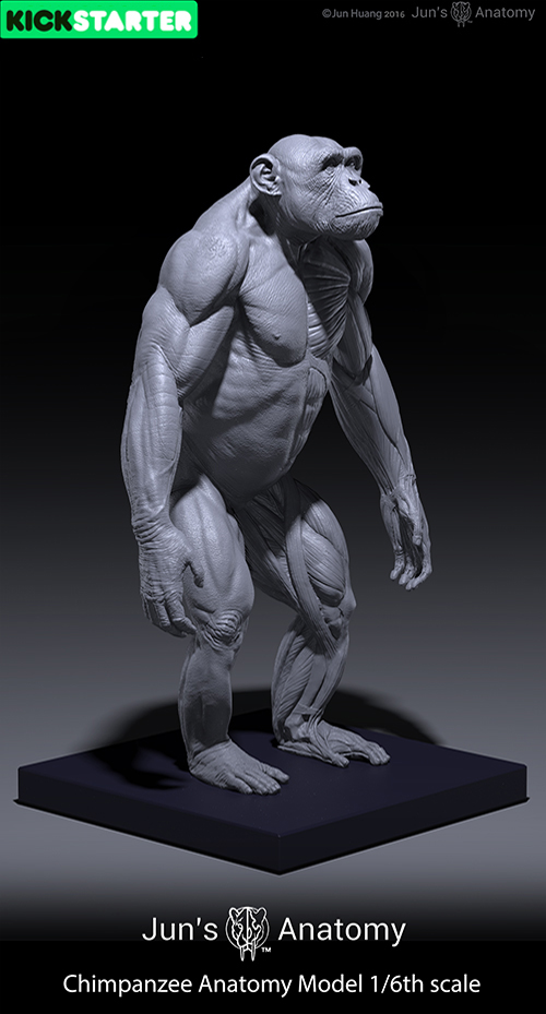 Chimpanzee Anatomy 3 4 Right By JunsAnatomy On DeviantArt chimpanzee-anatomy-3-4-right-by-junsanatomy-on-deviantart
