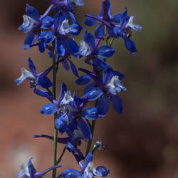 Valley of the Gods: Flowers