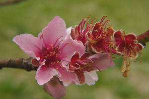 Blossoms II