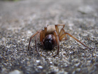 Ground Spider, grounded