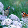 drybrushed butterflies