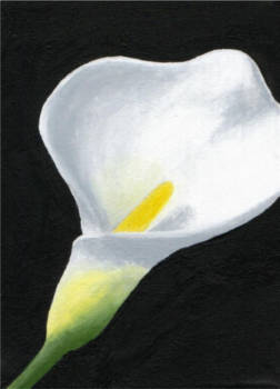 Calla Lily-