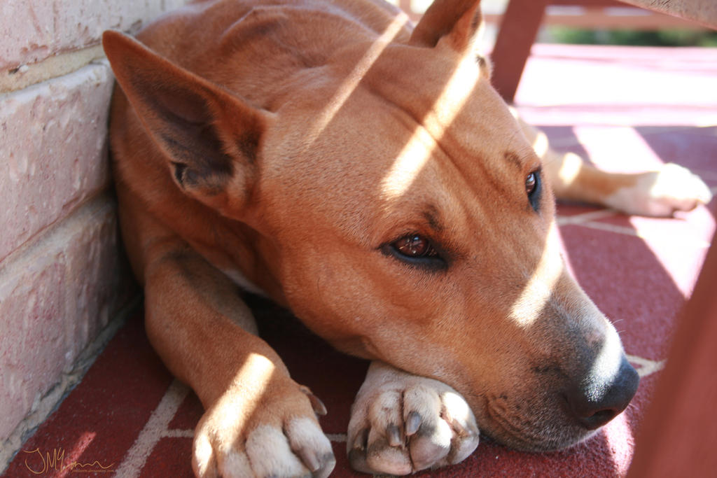 Bull Terrier x Ridgeback