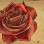 Watercolor Taboo Rose
