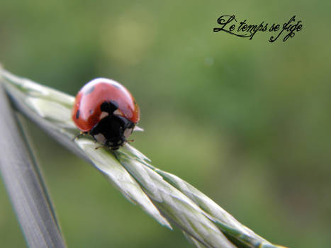 Pretty Ladybird