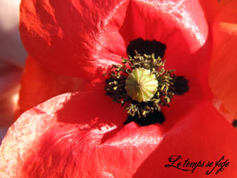 The Poppy