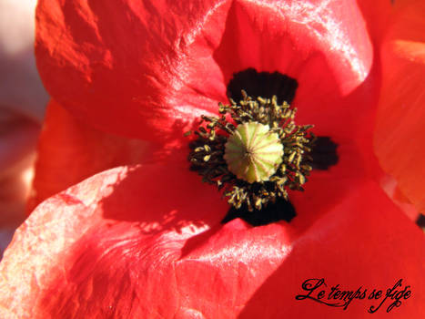 The Poppy