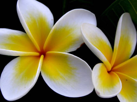 frangipani III