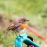 Scruffy Robin