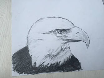 An American Eagle