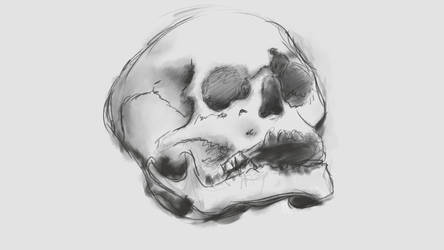 Human Skull from Reference