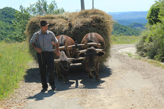 Bullock cart