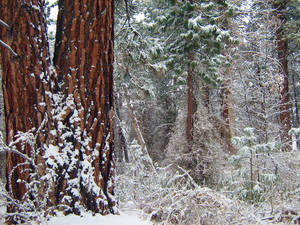 Snowy Woods