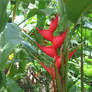 National Flower of Tobago