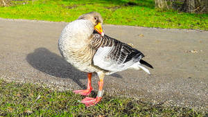 Wild bird in my street