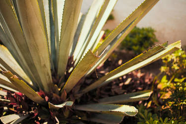 Blue Agave